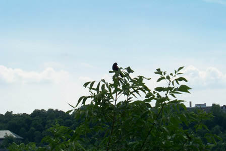 bird1