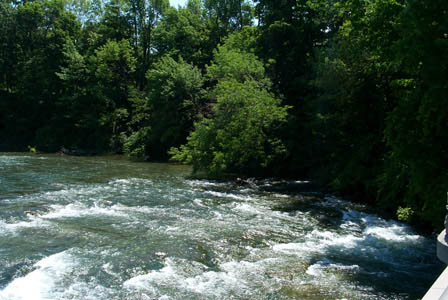 rapids5